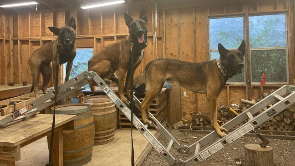 Implementing Stress In Canine Development (1)
