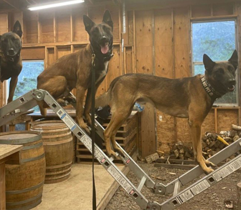 New Crop Ladder